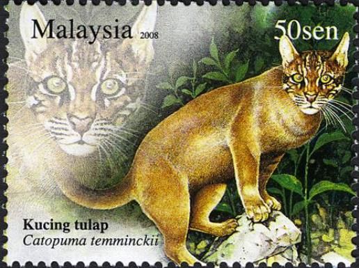 Asian Golden Cat (Catopuma temminckii) 