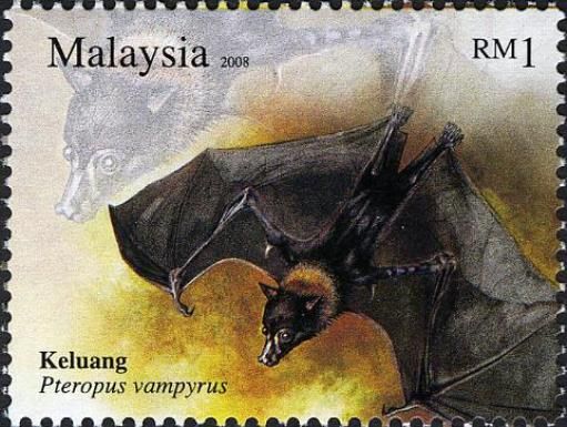 Large Flying Fox (Pteropus vampyrus) 