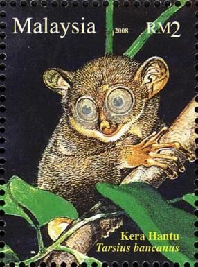 Horsfield's Tarsier (Tarsius bancanus)