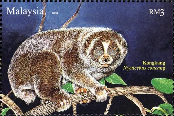 Sunda Slow Loris (Nycticebus coucang)