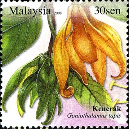 Unique Flowers - Goniothalamus tapis
