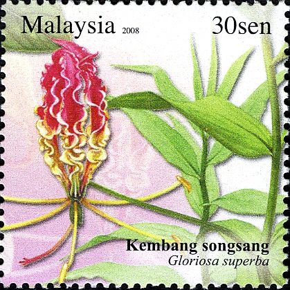 Unique Flowers - Gloriosa superba