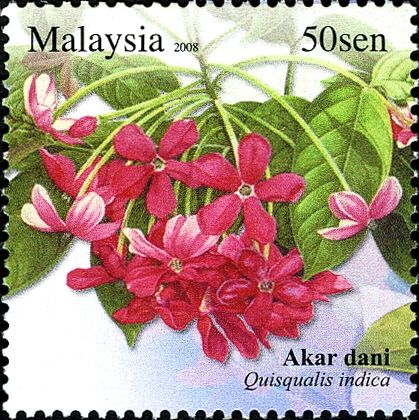 Unique Flowers - Quisqualis indica