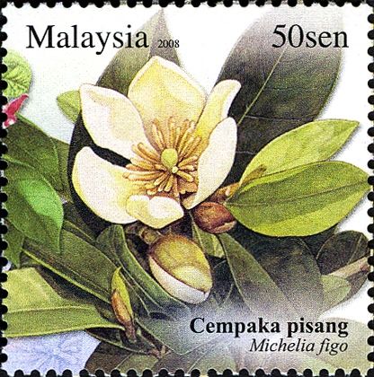 Unique Flowers - Michelia figo