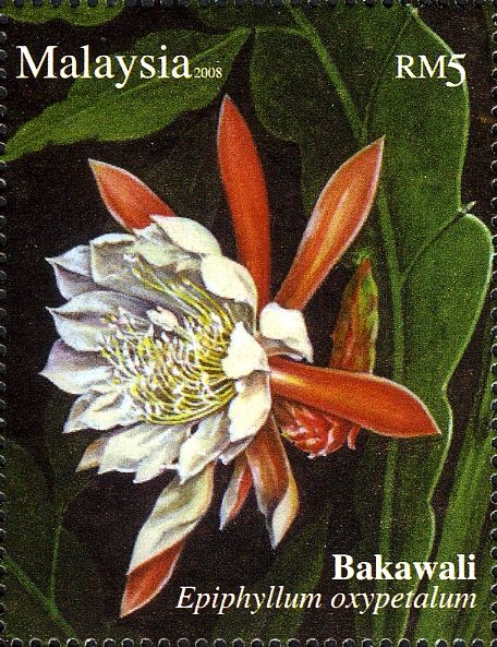 Unique Flowers - Epiphyllum oxypetalum