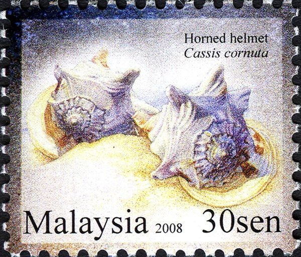 Horned Helmet (Cassis cornuta)