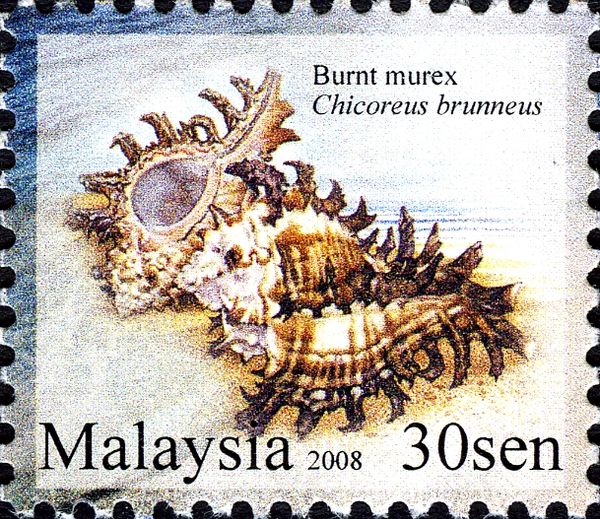 Burnt Murex (Chicoreus brunneus)