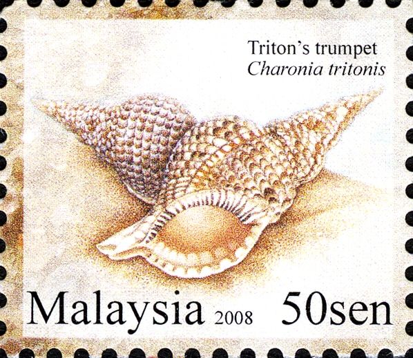 Triton's Trumpet (Charonia tritonis)