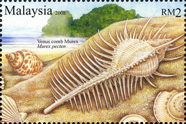 Venus Comb Murex (Murex pecten)
