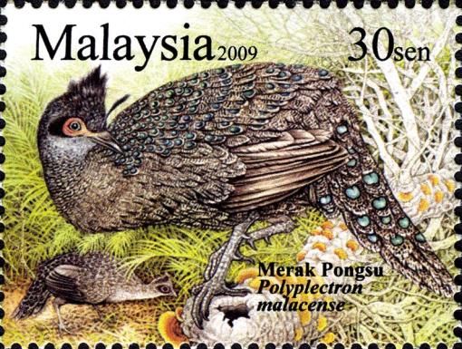 Malaysian Peacock-pheasant (Polyplectron malacense) 