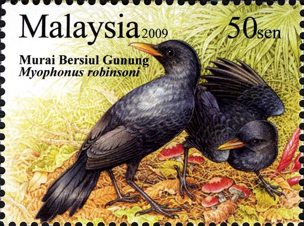 Malaysian Whistling Thrush (Myophonus robinsoni)