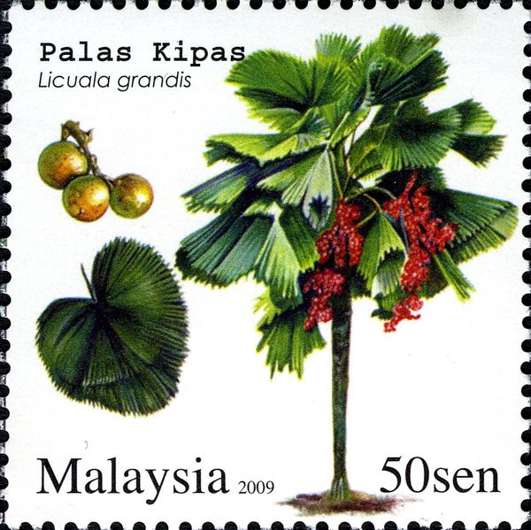 Palas Kipas