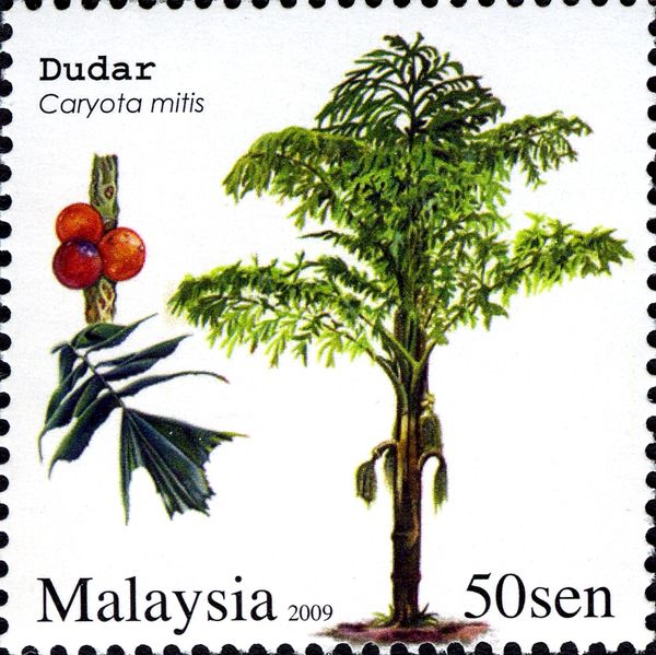 Dudar