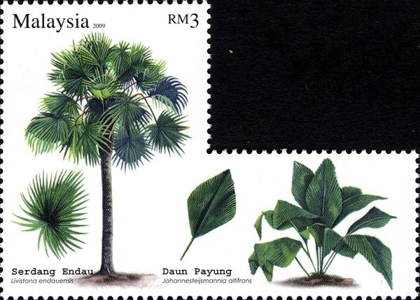 Palm Tree