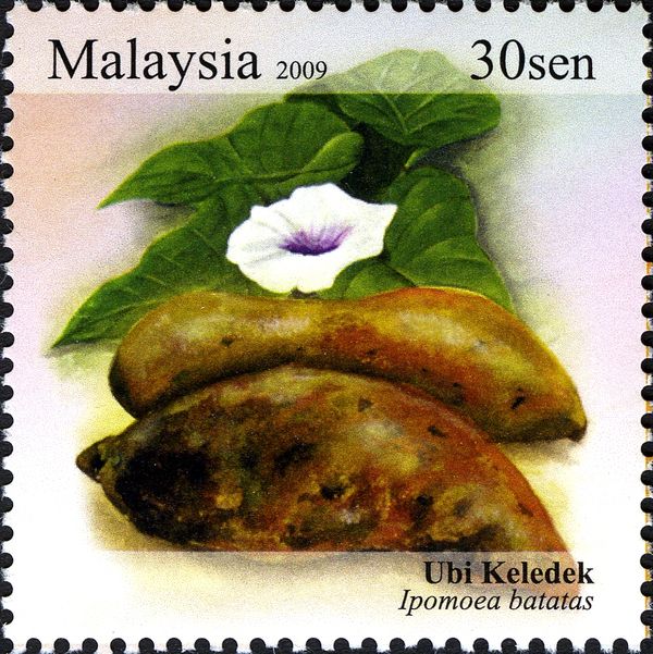 Ipomoea batatas - Sweet Potato