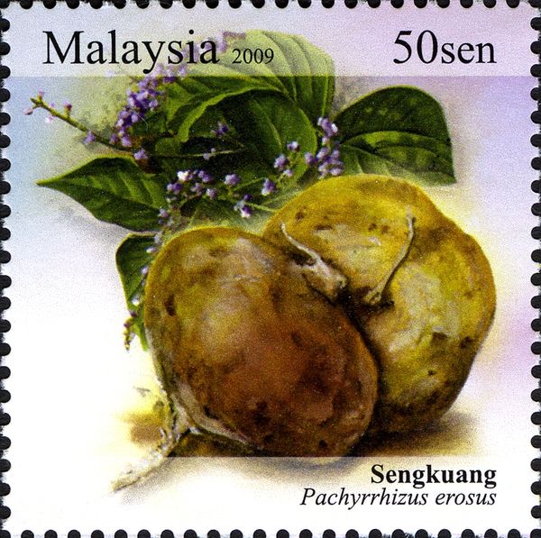Pachyrrhizus erosus - Yam Bean