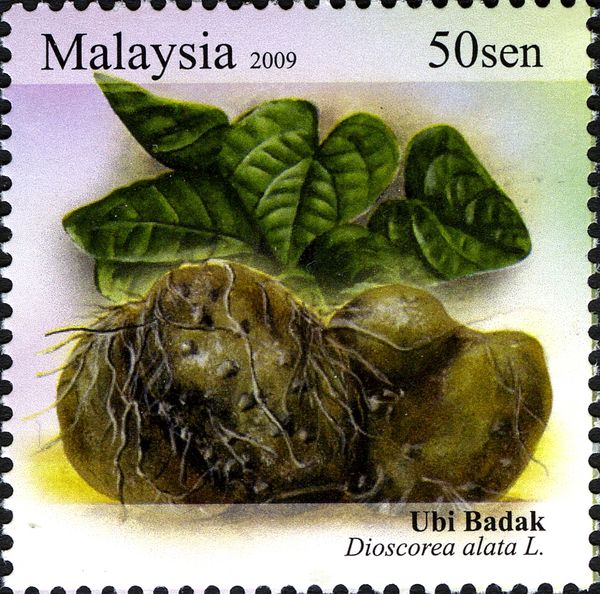 Dioscorea alata L. - Yam