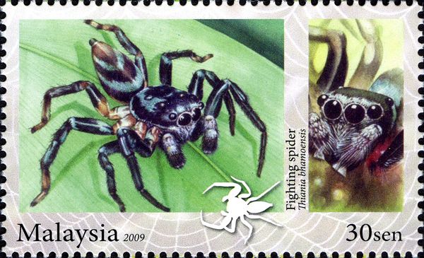 Malayan Fighting Spider (Thiania bhamoensis)