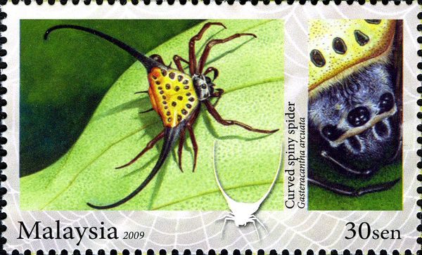 Curved Spiny Spider (Gasteracantha arcuata)