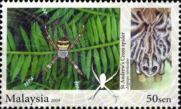 St Andrew's Cross Spider (Argiope versicolor)