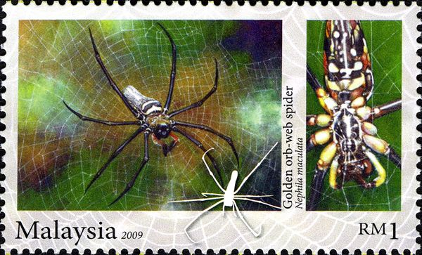 Golden Orb-web Spider (Nephila maculata)