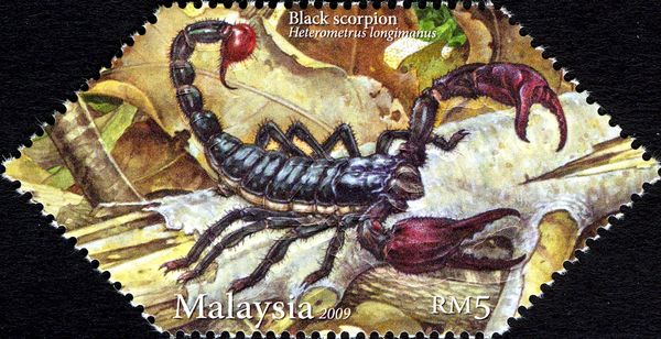 Black Emperor Scorpion (Heterometrus longimanus)