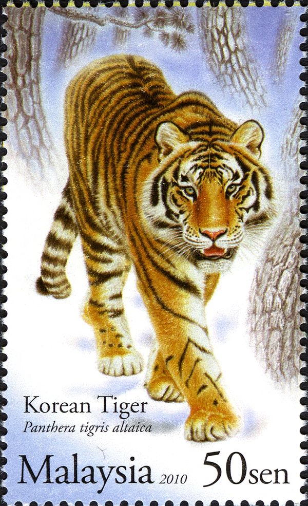 Korean Tiger (Panthera tigris altaica)