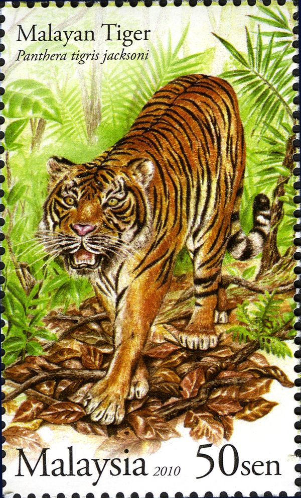 Malayan Tiger (Panthera tigris jacksoni)