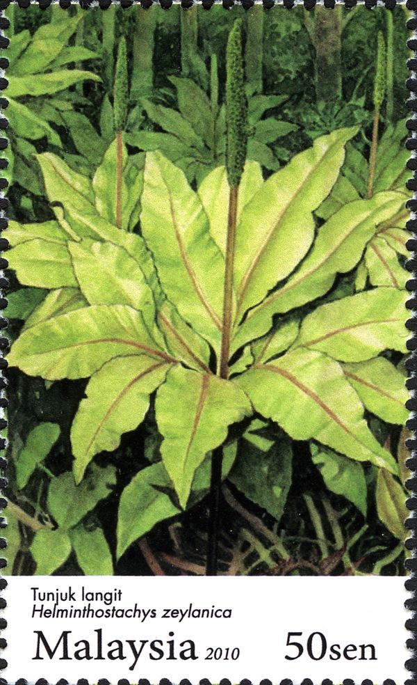 Ferns - Helminthostachys zeylanica