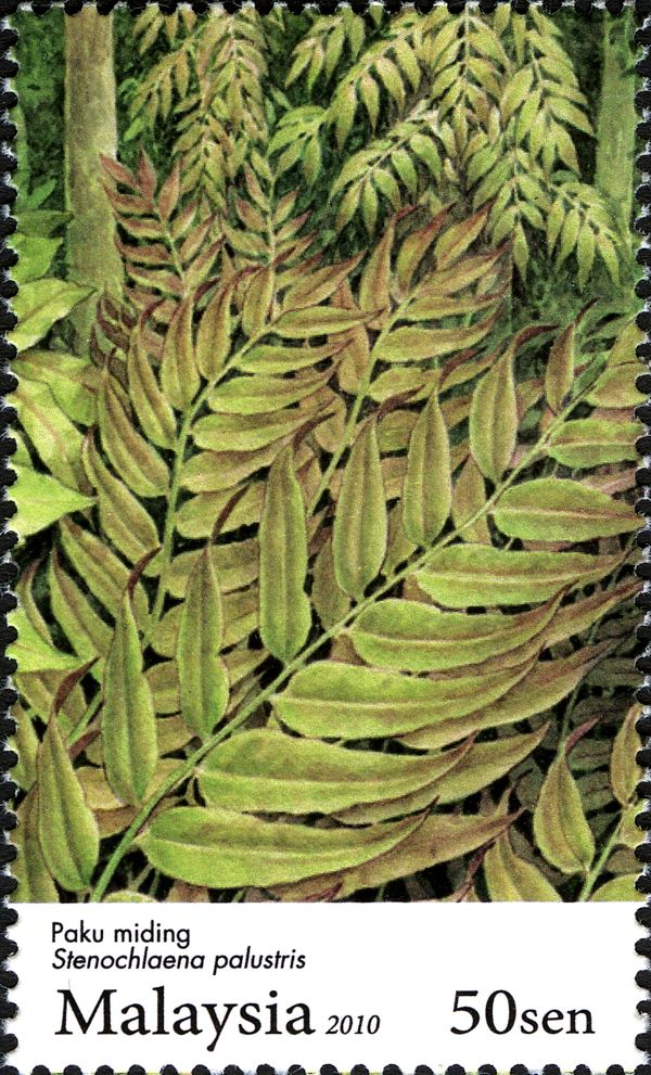 Ferns - Stenochlaena palustris