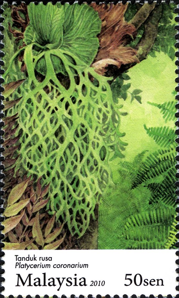 Ferns - Platycerium coronarium