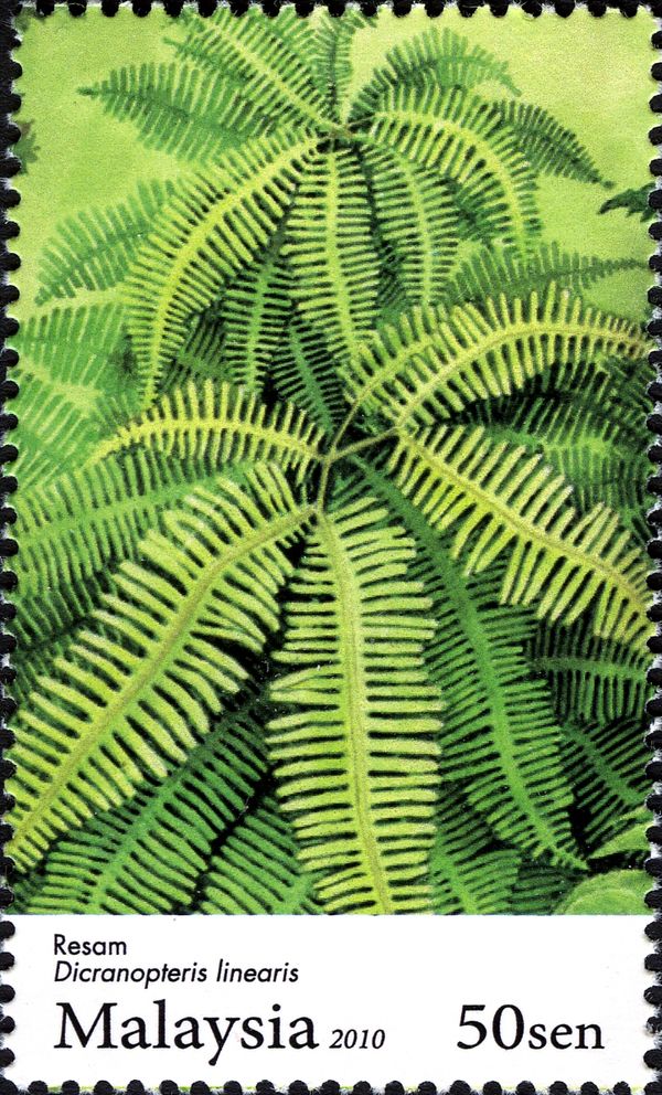 Ferns - Dicranopteris linearis