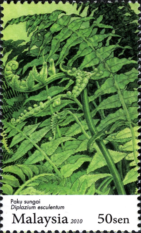 Ferns - Diplazium esculentum