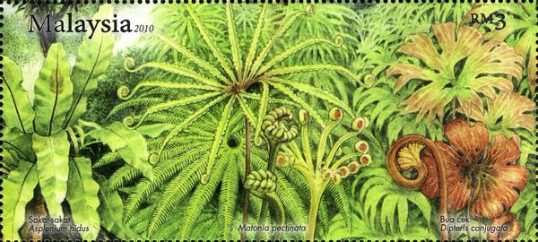 Ferns - Asplenium nidus