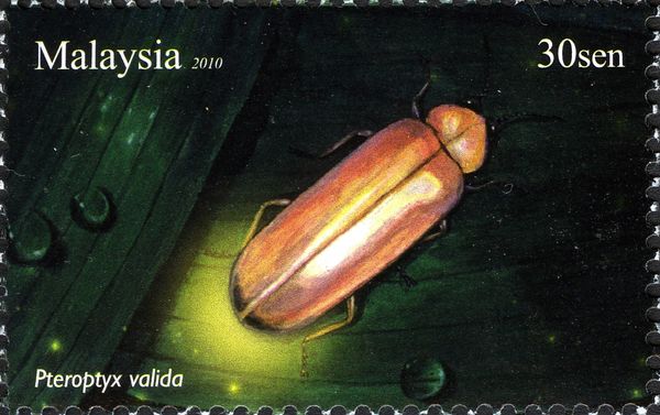 Firefly (Pteroptyx valida)