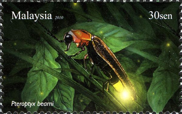 Firefly (Pteroptyx bearni)