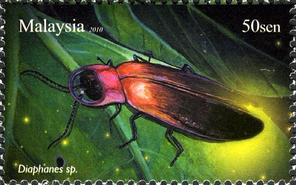 Firefly (Diaphanes sp.)