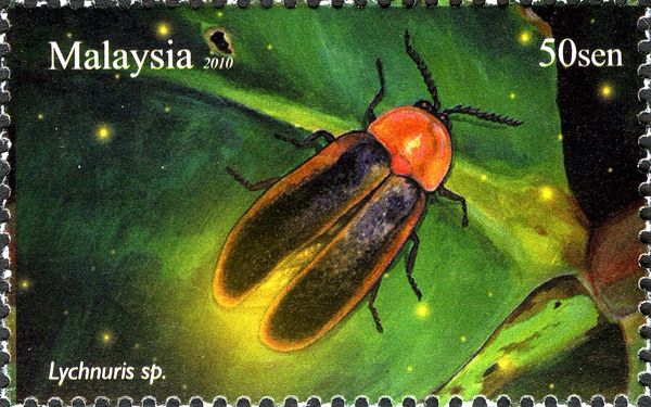 Firefly (Lychnuris sp.)
