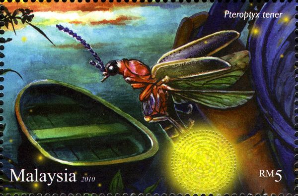 Firefly (Pteroptyx tener)