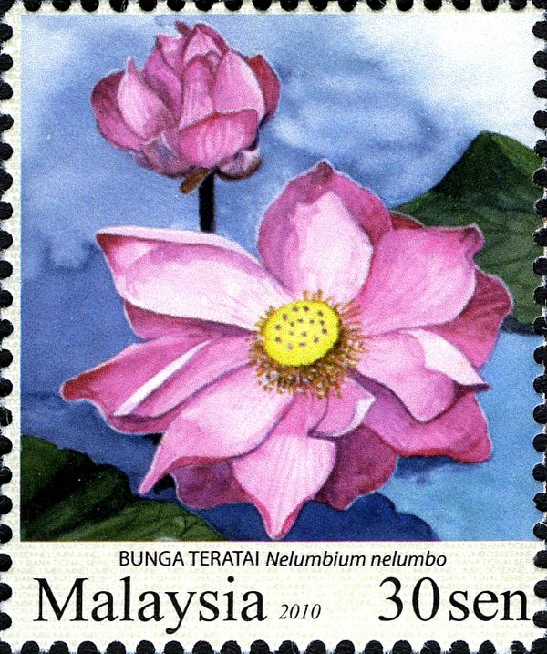 Garden Flowers- Nelumbium nelumbo