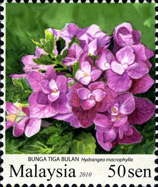 Bunga tiga bulan - Hydrangea macrophylla