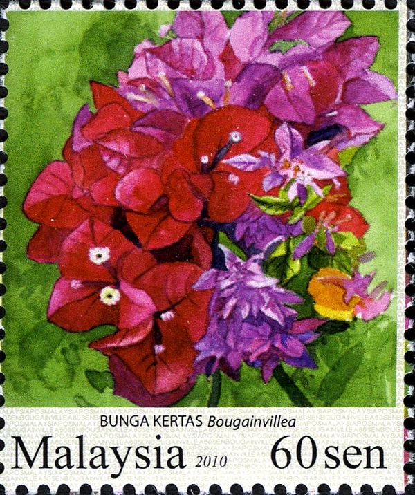 Garden Flowers- Bougainvillea