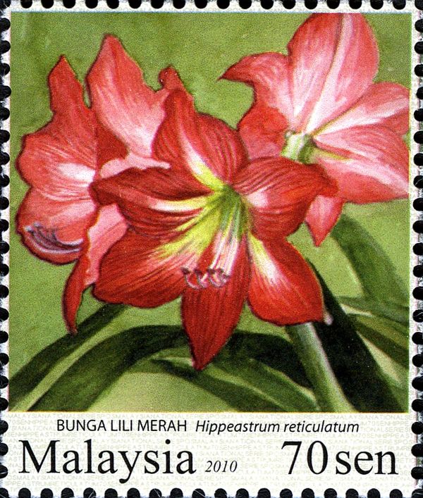 Garden Flowers- Hippeastrum reticulatum