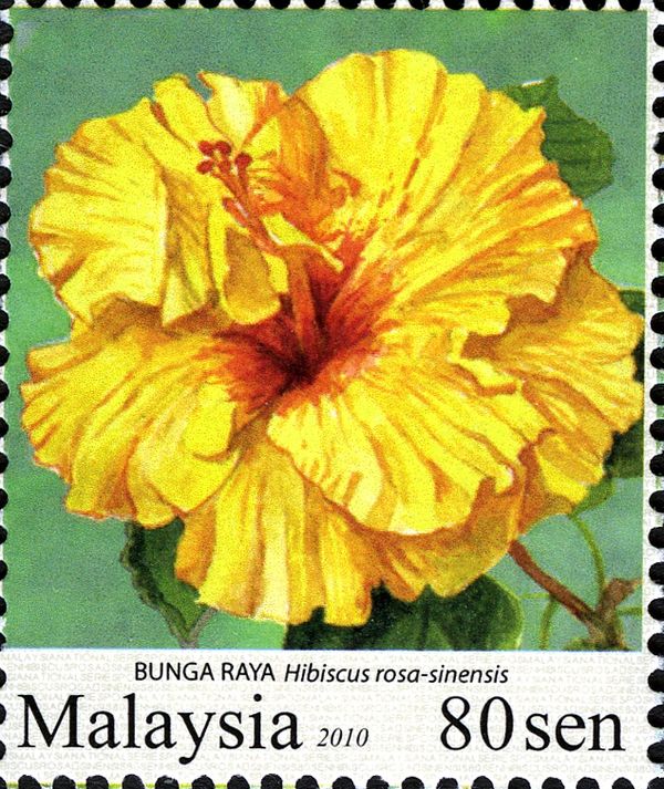 Garden Flowers- Hibiscus rosa-sinensis