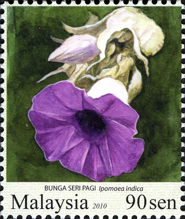 Garden Flowers- Ipomoea indica