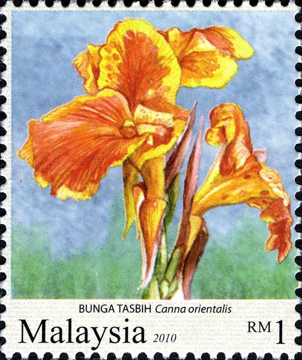 Bunga Tasbih - Canna orientalis