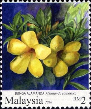 Garden Flowers- Allamanda cathartica