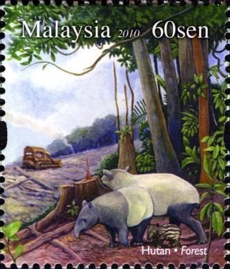 Asian Tapir (Tapirus indicus) - Forest
