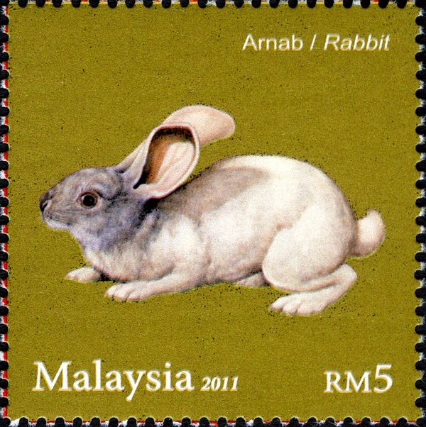Domestic Rabbit (Oryctolagus cuniculus domesticus)