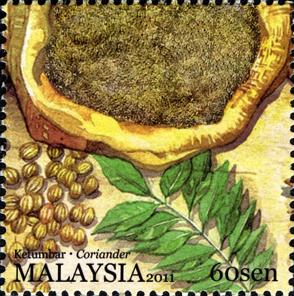 Coriander